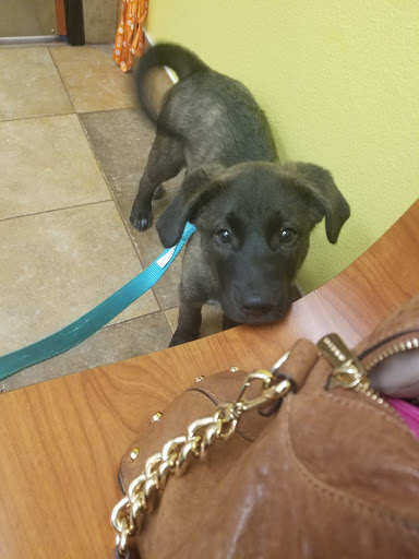 Pet Supply Store «PetSmart», reviews and photos, 6204 W Park Blvd, Plano, TX 75093, USA