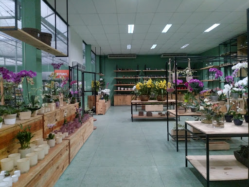 Lojas para comprar plantas ao ar livre Rio De Janeiro