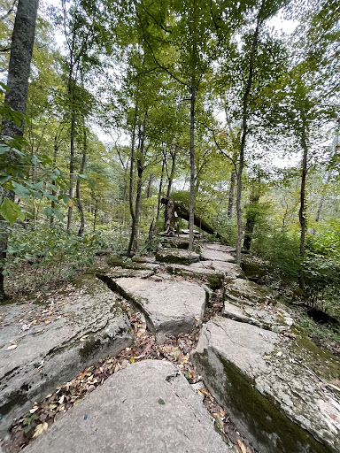 Tourist Attraction «Adventureworks Zipline Forest», reviews and photos, 4129 Whites Creek Pike, Whites Creek, TN 37189, USA