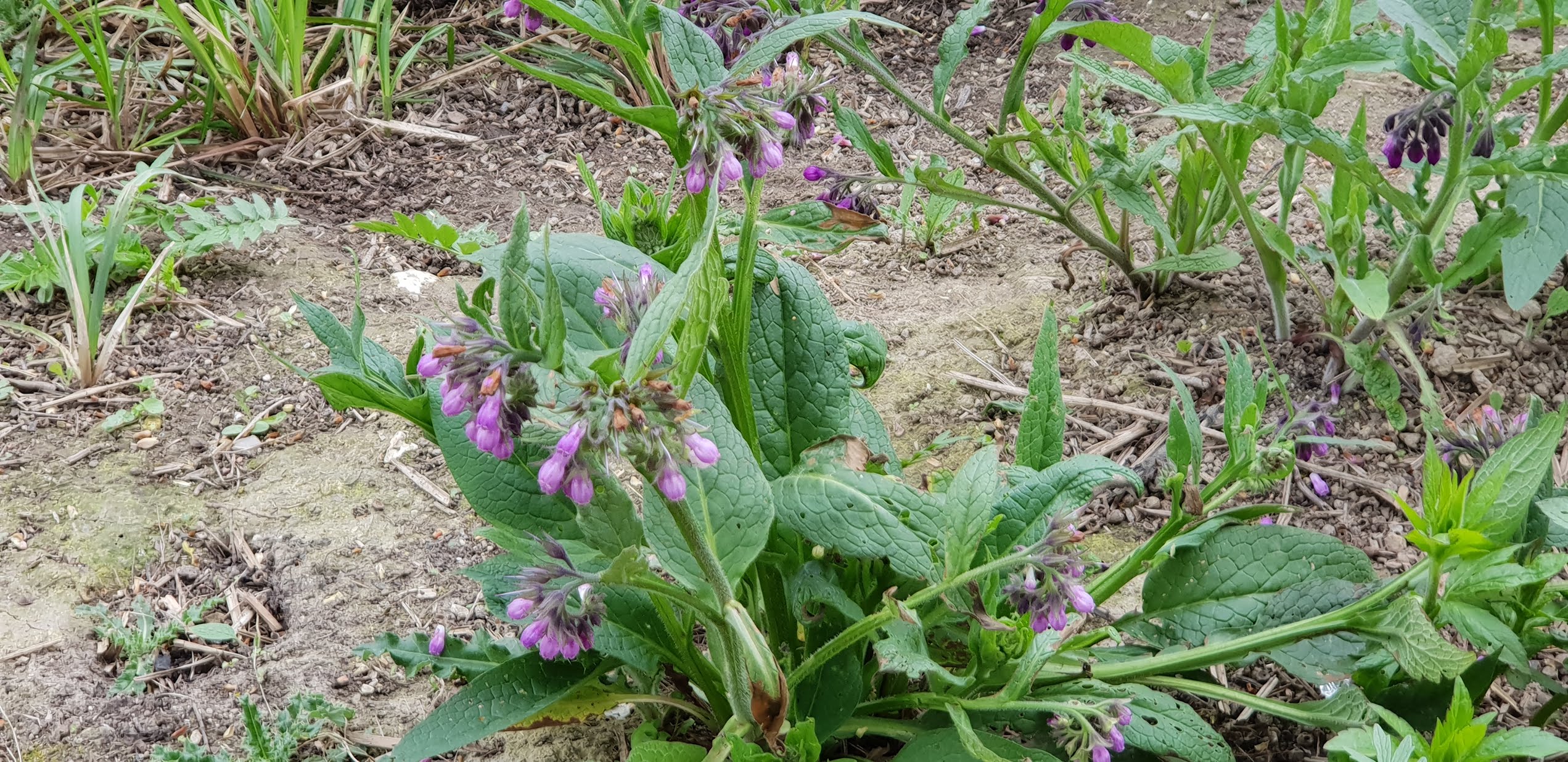 Photo n° 20 de l'avis de Dominique.A fait le 26/04/2019 à 16:27