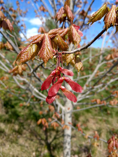 Park «Fisher Hill Reservoir Park», reviews and photos, 78-144 Fisher Ave, Brookline, MA 02445, USA