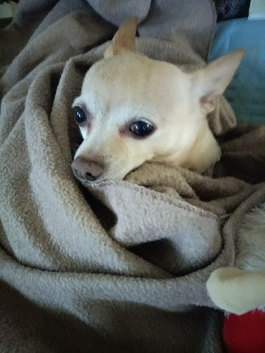 Pet Supply Store «Pet Supplies Plus», reviews and photos, 873 S Main St, Lapeer, MI 48446, USA