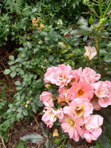 National Park «Hamilton Grange National Memorial», reviews and photos, 414 W 141st St, New York, NY 10031, USA