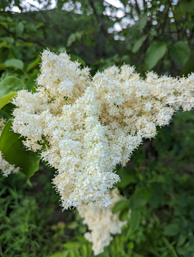 Recreation Center «Falcon Park Recreation Center», reviews and photos, 2195 N Hicks Rd, Palatine, IL 60074, USA