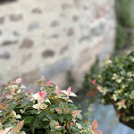 Photo n°5 de l'avis de Wild.a fait le 18/09/2023 à 07:00 sur le  Caffè Visconti à Borghetto