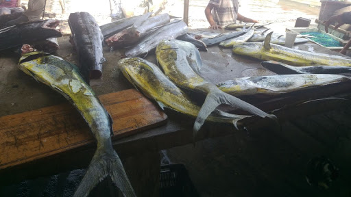 Pescadería El Golfo de México