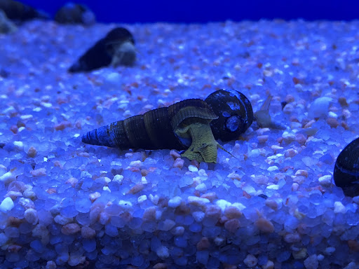 Tropical Fish Store «Aquatic Kingdom Aquariums», reviews and photos, 18757 E Hampden Ave #160, Aurora, CO 80013, USA