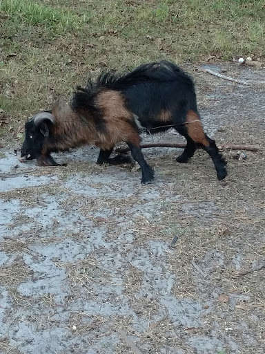 Baseball Field «Hiland Park Baseball», reviews and photos, 2117 Sherman Ave, Panama City, FL 32405, USA