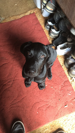 Pet Supply Store «Petco Animal Supplies», reviews and photos, 6137 Mid Rivers Mall Dr, St Charles, MO 63304, USA