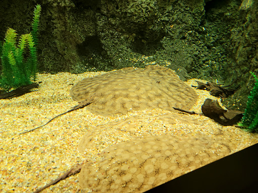 Amusement Center «OdySea in the Desert», reviews and photos, 9500 East Vía de Ventura, Scottsdale, AZ 85256, USA