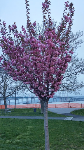 Park «Pierson Park», reviews and photos, 238 W Main St, Tarrytown, NY 10591, USA