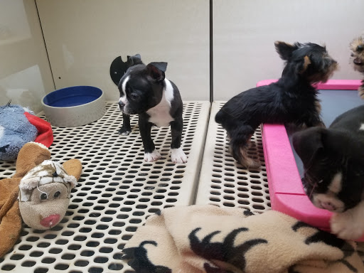 Pet Supply Store «Pet City», reviews and photos, 1710 Briargate Blvd, Colorado Springs, CO 80920, USA