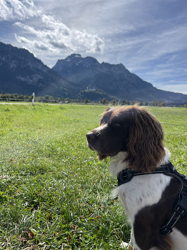 Kleintierpraxis prakt. Tierarzt Peter Bober unter Hohenaltheim, Bayern