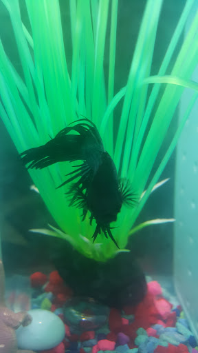 Pet Supply Store «Pet Supplies Plus», reviews and photos, 12407 MoPac Expy 525 - B, Austin, TX 78758, USA