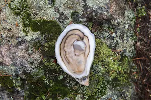 Glidden Point Oyster Farms image