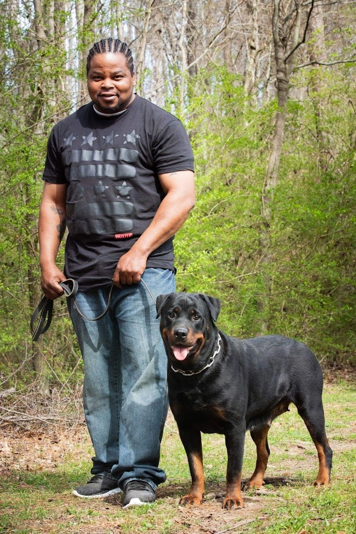 Neo the One Rottweilers & Training