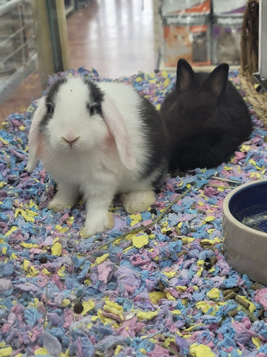 Pet Supply Store «Pet Supermarket», reviews and photos, 1040 Palm Coast Pkwy NW, Palm Coast, FL 32137, USA