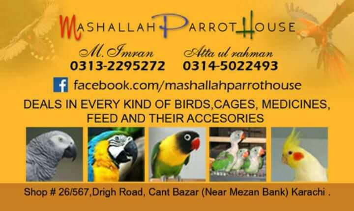 Mashallah Parrot House
