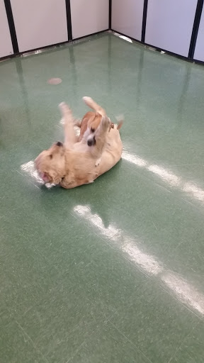 Pet Supply Store «Petco Animal Supplies», reviews and photos, 6416 Carlisle Pike #300, Mechanicsburg, PA 17050, USA