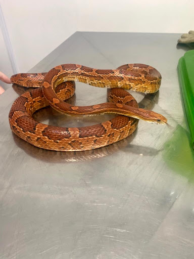 Veterinary clinic RMM em São Paulo - SP