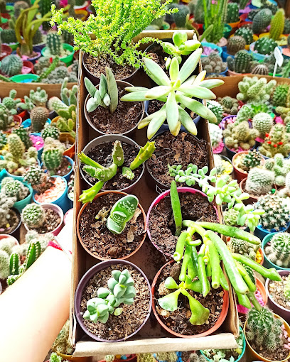 Josephine Cactus y Suculentas