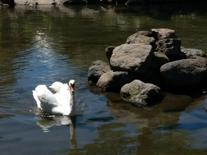 Swan Lake Gardens