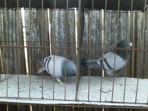 PIGEONS OF HILLHAVEN