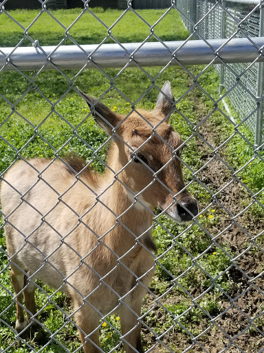 Zoo «Tupelo Buffalo Park & Zoo», reviews and photos, 2272 Coley Rd, Tupelo, MS 38801, USA