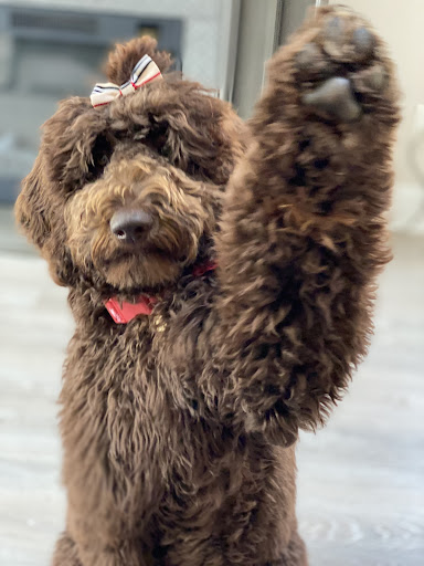 Pet Supply Store «PetSmart», reviews and photos, 467 Cross Keys Rd, Sicklerville, NJ 08081, USA