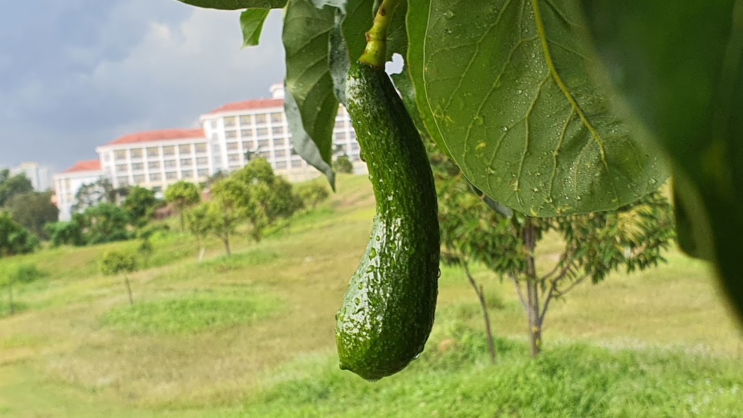 Avocado Lovers Malaysia