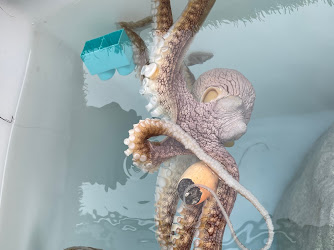 Kanaloa Octopus Farm