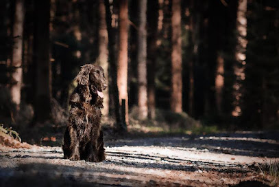 Hundefotografie Bern Seeland | Susann Reinhard
