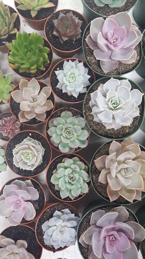 Florist «Sedgefield Florist», reviews and photos, 5002 High Point Rd a, Greensboro, NC 27407, USA