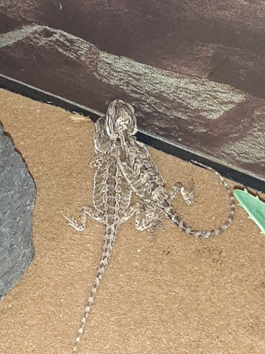 Pet Supply Store «Petco Animal Supplies», reviews and photos, 188 Kitts Ln, Newington, CT 06111, USA