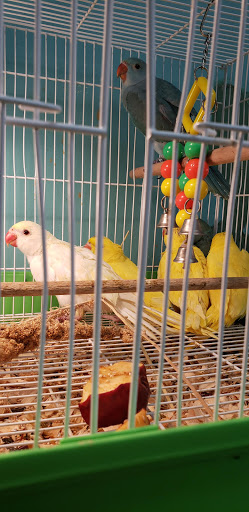 Pet Store «Parrots Of The World Aquarium and Pet Center», reviews and photos, 316 Sunrise Hwy #1, Rockville Centre, NY 11570, USA