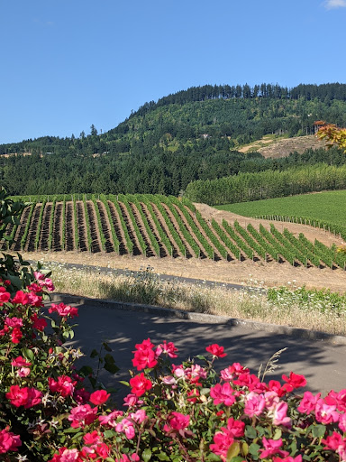 Winery «Colene Clemens Vineyards», reviews and photos, 22501 NE Dopp Rd, Newberg, OR 97132, USA