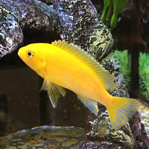 Pet Supply Store «Pet Supplies Plus», reviews and photos, 5394 Kemps River Dr Suite 101, Virginia Beach, VA 23464, USA