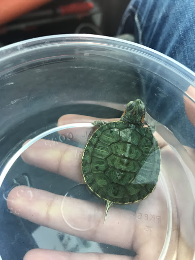 Pet Store «Southside Aquatics», reviews and photos, 2039 Pleasanton Rd, San Antonio, TX 78221, USA