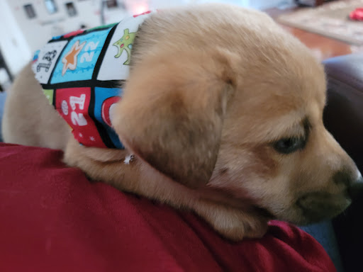 Pet Groomer «Furry Tails Pet Grooming», reviews and photos, 865 Cypress Pkwy, Poinciana, FL 34759, USA