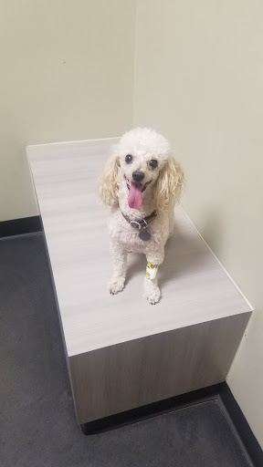 Pet Store «Market Street PET DEPOT», reviews and photos, 2979 S Market St, Gilbert, AZ 85295, USA