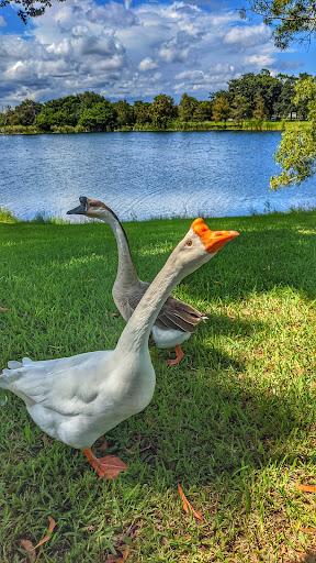 Park «Plantation Heritage Park», reviews and photos, 1100 S Fig Tree Ln, Plantation, FL 33317, USA