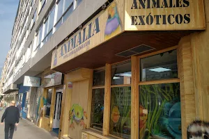 Animalia image