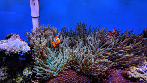 Tropical Fish Store «Monfort Aquarium & Pet», reviews and photos, 6520 Colerain Ave, Cincinnati, OH 45239, USA