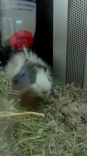 Pet Supply Store «Petco Animal Supplies», reviews and photos, 710 W 66th St, Richfield, MN 55423, USA