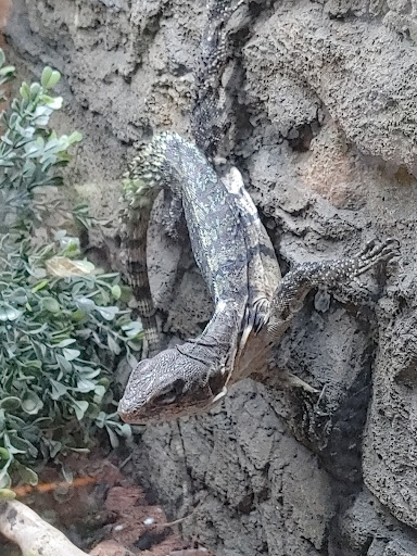 Pet Store «Pets Plus-Reptiles & Exotic», reviews and photos, 421 West Ave, Lockport, NY 14094, USA