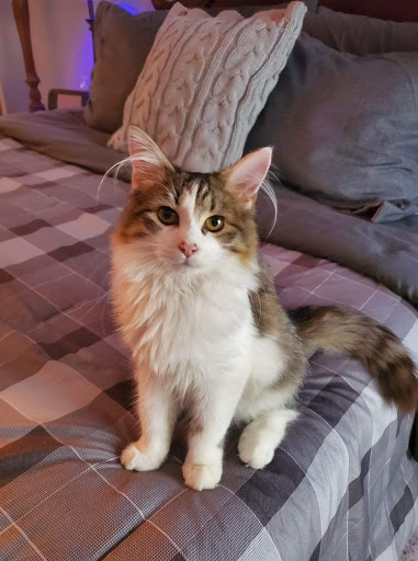 Grocery Store «Safeway», reviews and photos, 406 N Main St, Sebastopol, CA 95472, USA