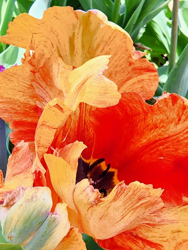 Heritage Museum «Hillwood Estate, Museum & Gardens», reviews and photos, 4155 Linnean Ave NW, Washington, DC 20008, USA