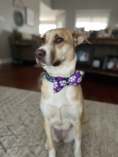 Dog Tired Inn and Grooming previously Grooming Tails