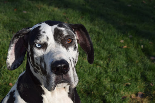 Photo of How to Train A Dream Dog