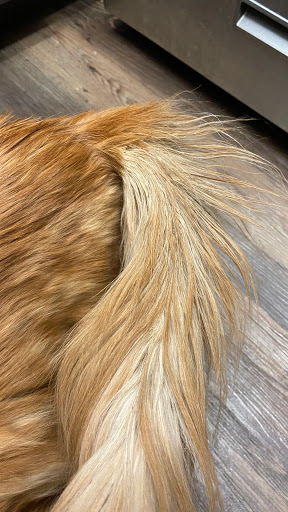 Pet Supply Store «PetSmart», reviews and photos, 10900 W Jefferson Blvd, Culver City, CA 90230, USA